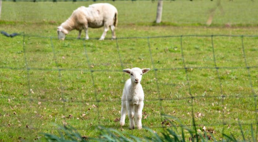 Photo of Hay and Hedgerow Glamping