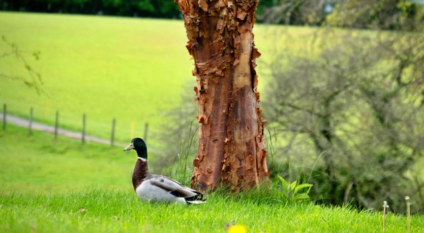 Photo of Hay and Hedgerow Glamping