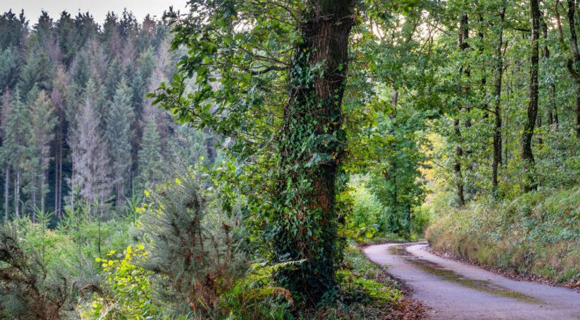 Photo of Forest Park Lodge