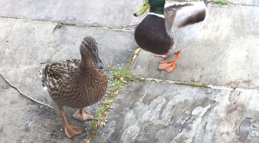 Photo of The Duck House