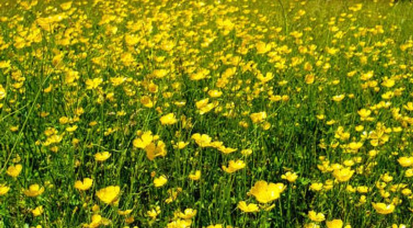Photo of Blackbarn Wood