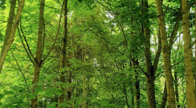 Photo of Blackbarn Wood