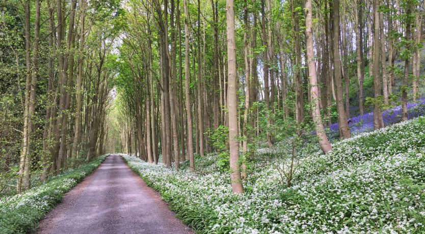 Photo of Ingleby Manor - Courtyard Cottage