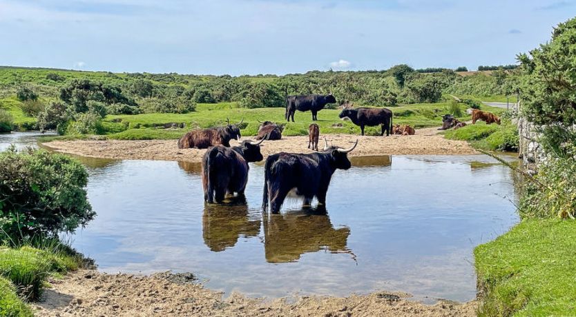 Photo of Stable Barn Apartment at Bodmin Moor