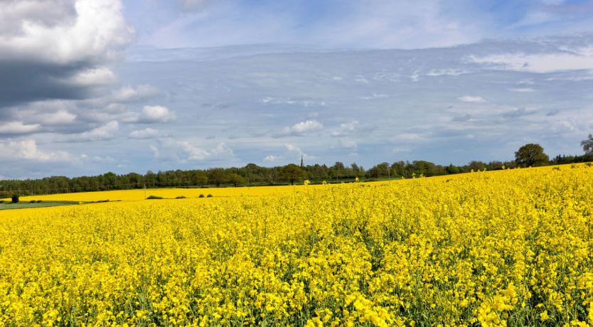 Photo of The Old Estate Office Nr Grantley Hall