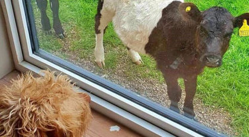 Photo of Ingleside Cottage