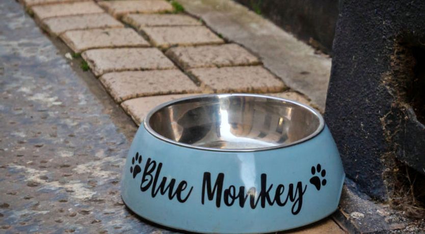 Photo of Blue Monkey