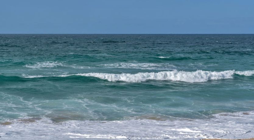 Photo of No. 5 Harlequin