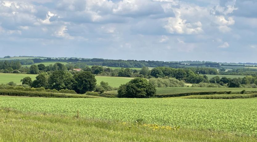 Photo of The Cornflower