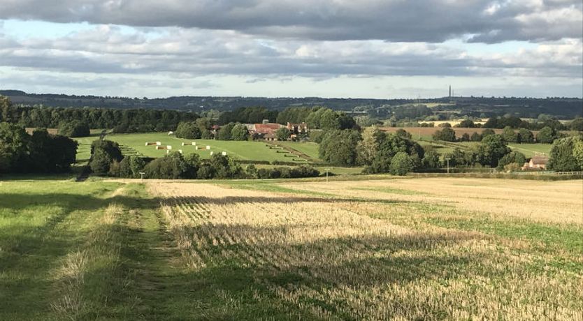 Photo of The Cornflower