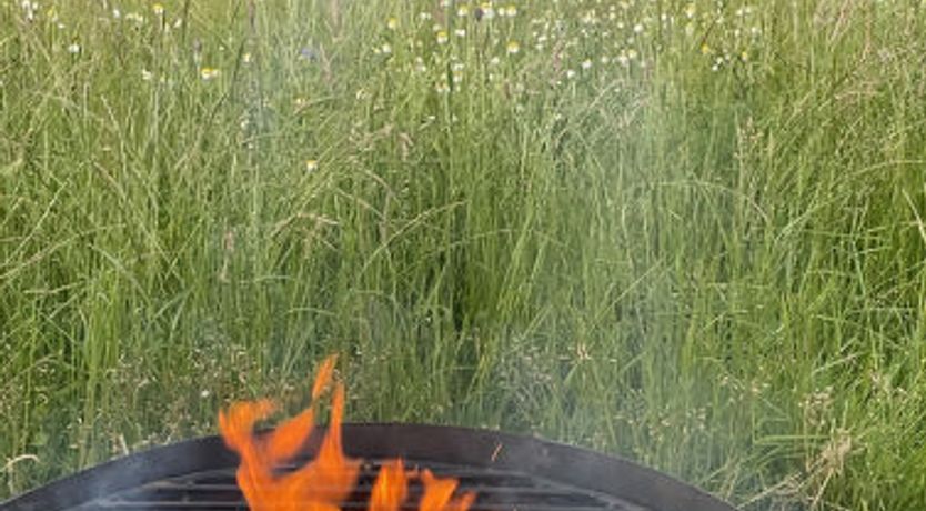 Photo of The Cornflower