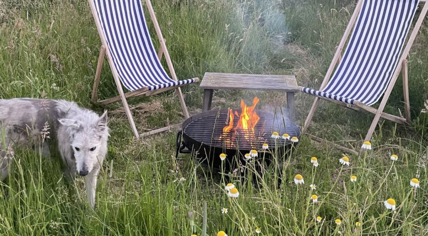 Photo of The Cornflower