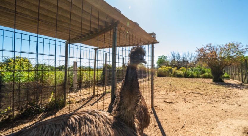 Photo of Ses Terrasses