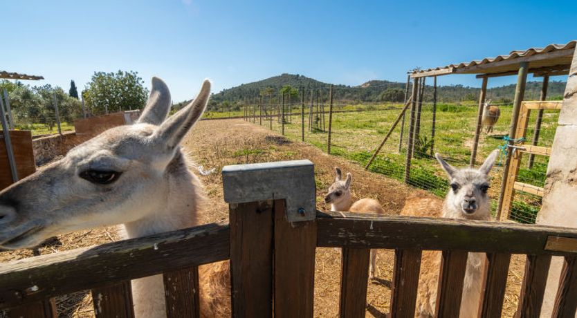 Photo of Ses Terrasses