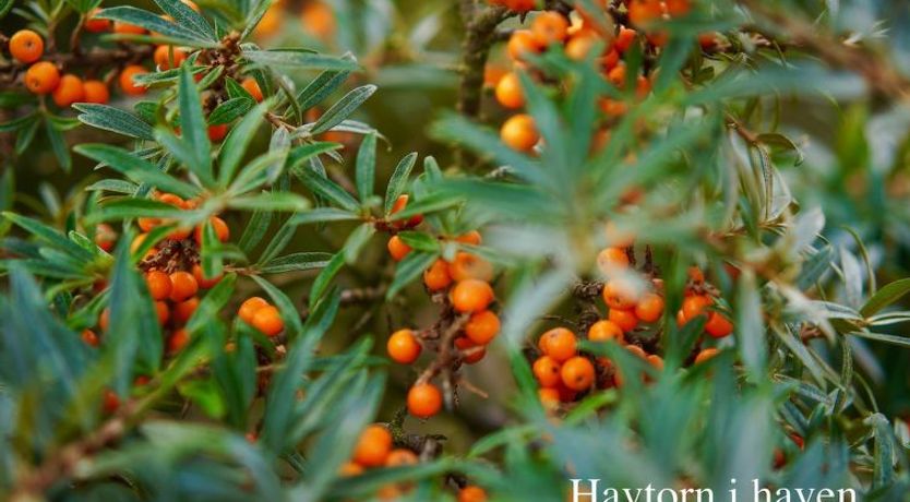 Photo of "Elle" - 50m from the sea