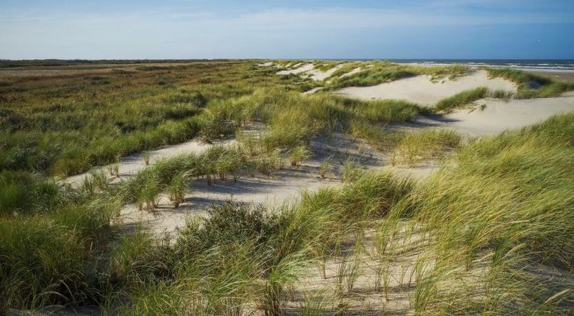 Photo of "Elle" - 50m from the sea