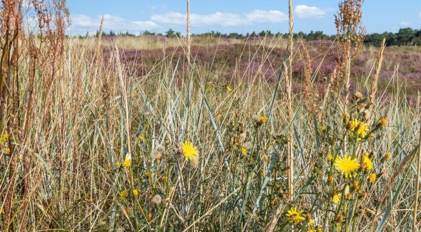 Photo of "Anarosa" - 200m from the sea