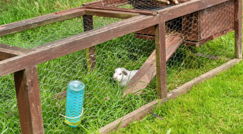 Photo of Ash Lotus Belle Tent