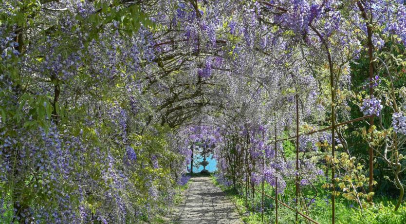 Photo of Historic Castle on River Tamar