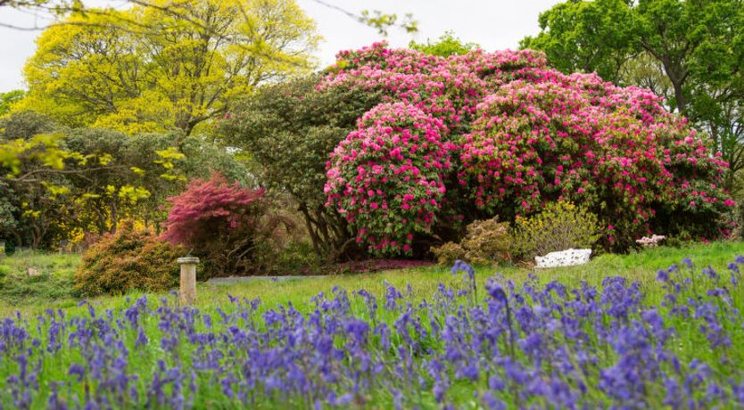 Photo of Historic Castle on River Tamar