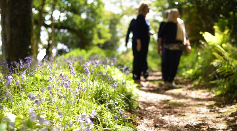 Photo of Historic Castle on River Tamar