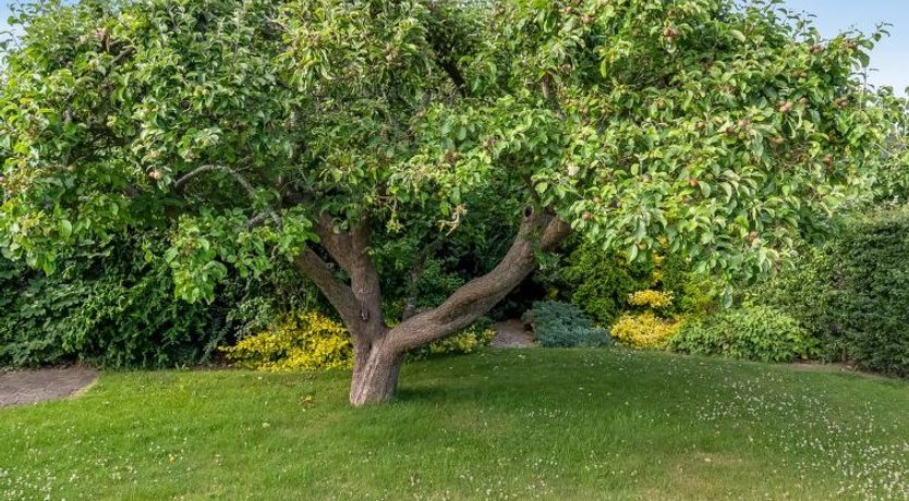 Photo of "Sampsa" - 75m from the sea