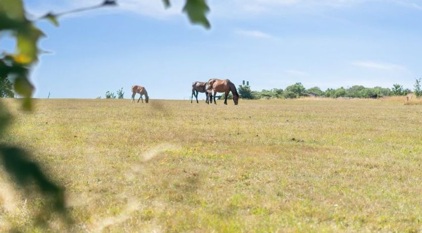 Photo of "Cornelia" - 6km from the sea