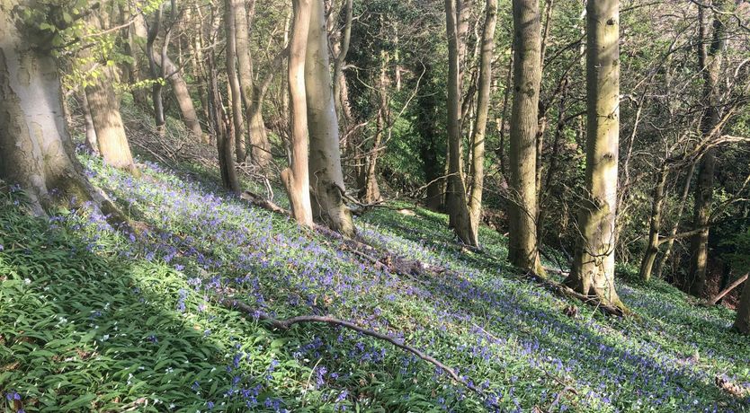 Photo of The Woodland Villa