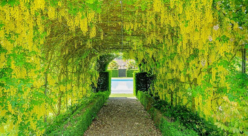 Photo of The English Flower