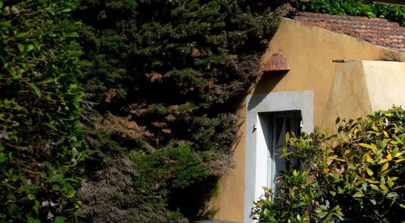 Photo of Sunset Belle