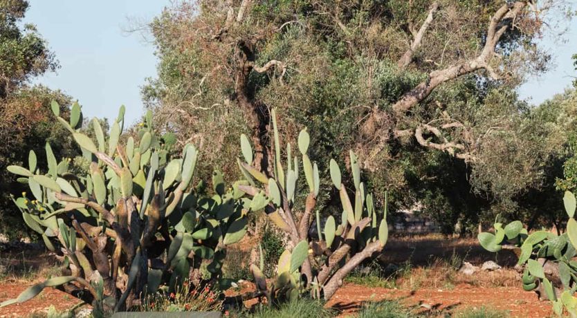 Photo of Lamia Light