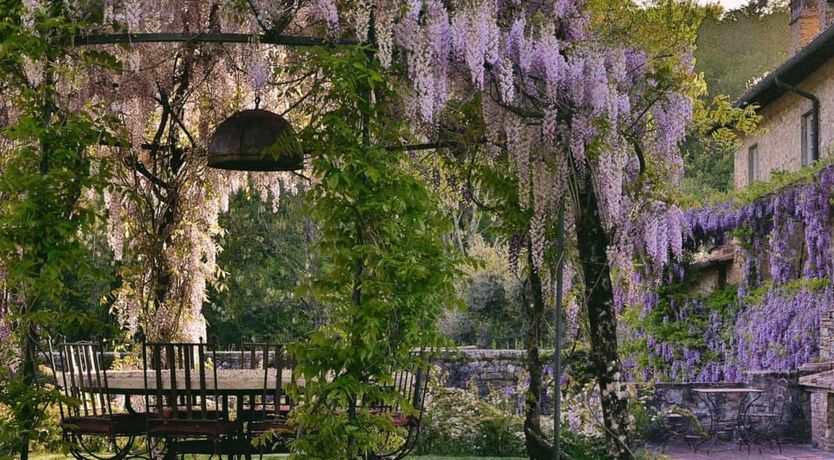Photo of Wisteria & Wine