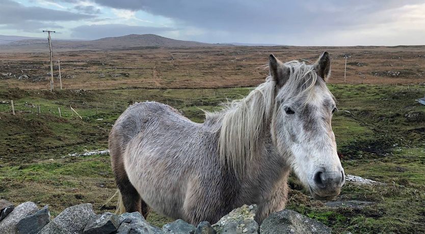 Photo of 1 Bed in Carna