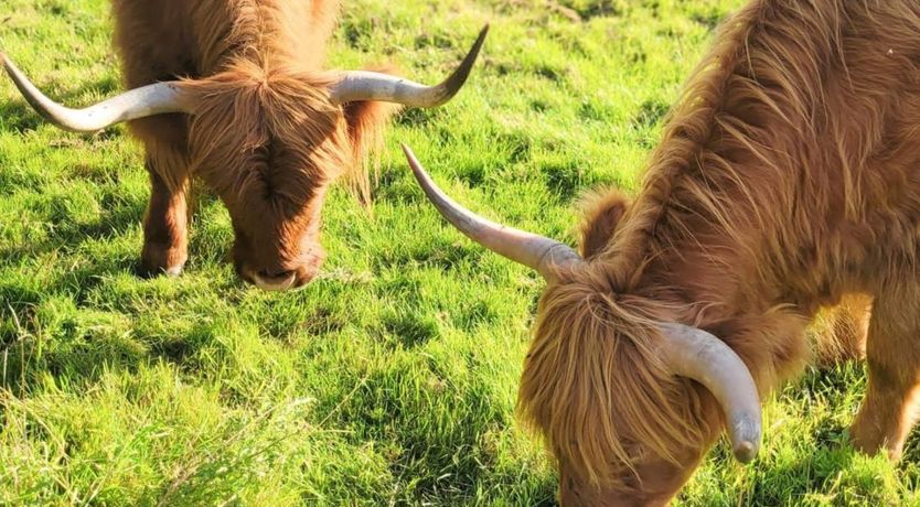 Photo of 5 Bed in Clenchwarton