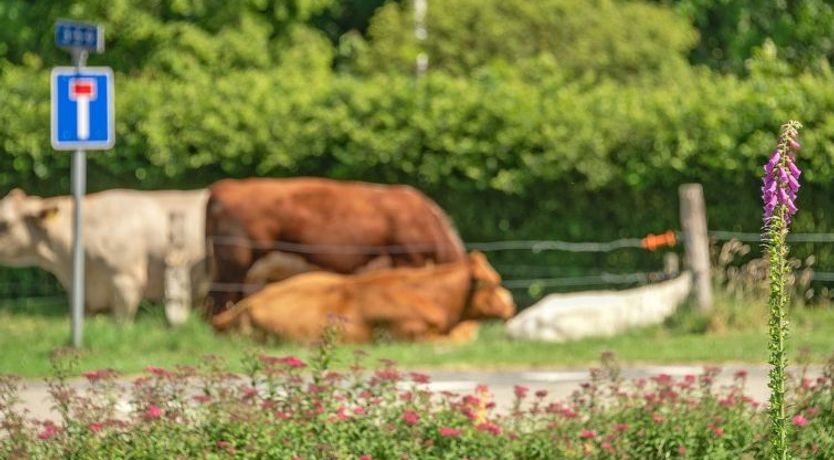 Photo of "Wenke" - 600m to the fjord