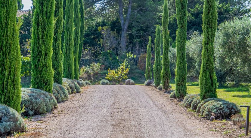 Photo of Lavender & Alpilles