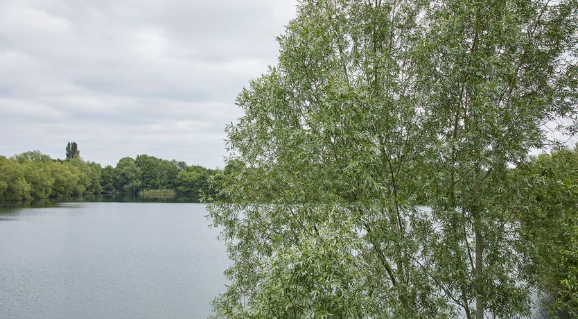 Photo of Willow Lodge