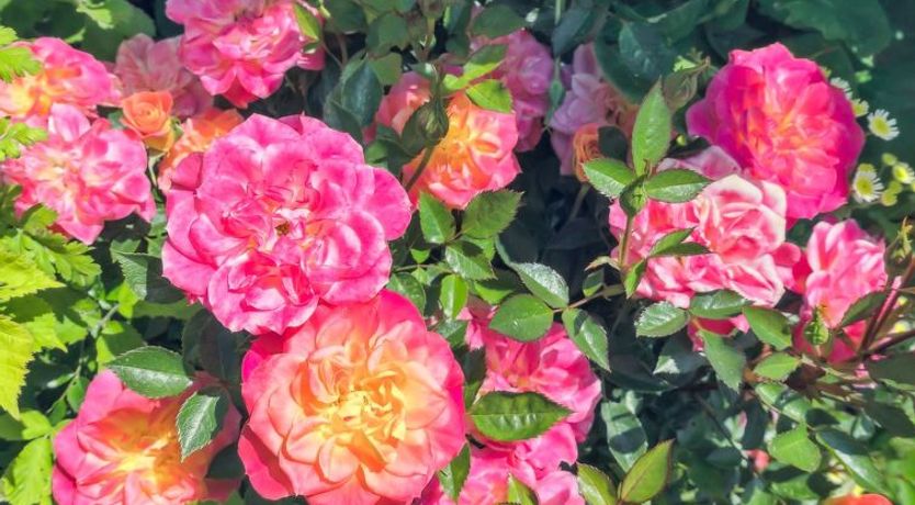 Photo of "Marit" - 1.5km from the sea