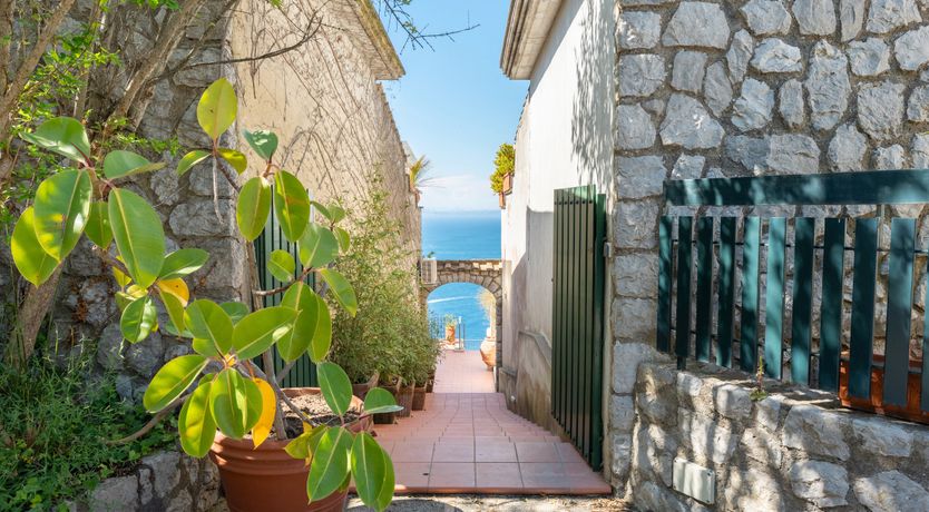 Photo of Mediterranean Pine