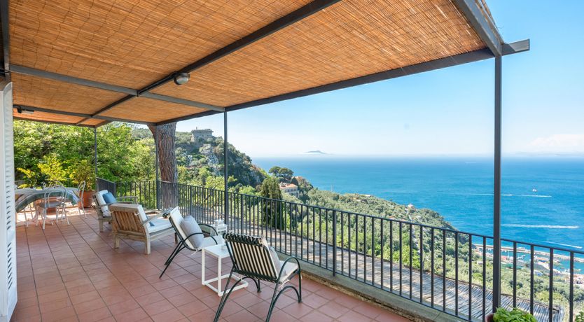 Photo of Mediterranean Pine