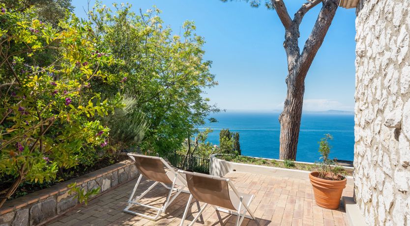 Photo of Mediterranean Pine