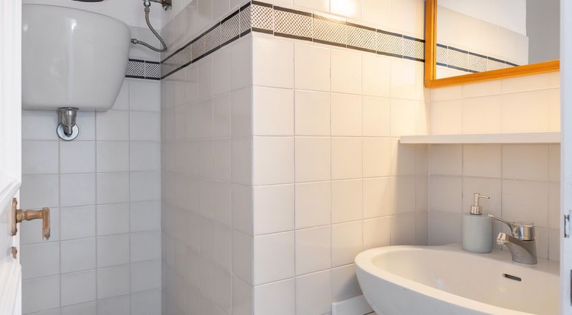 Photo of Mediterranean Pine