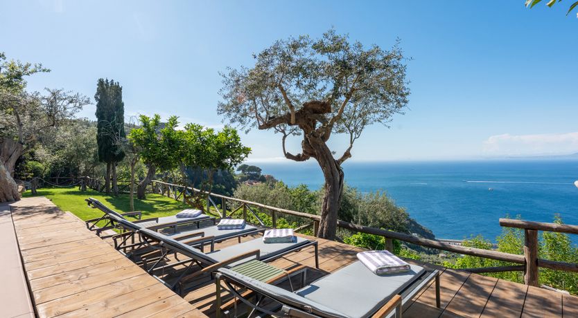 Photo of Mediterranean Pine