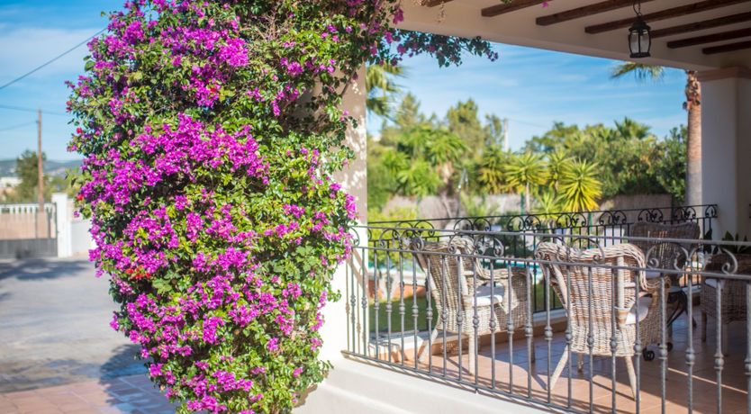 Photo of Bougainvillea Blush