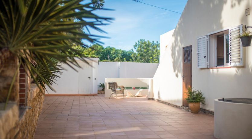 Photo of Bougainvillea Blush