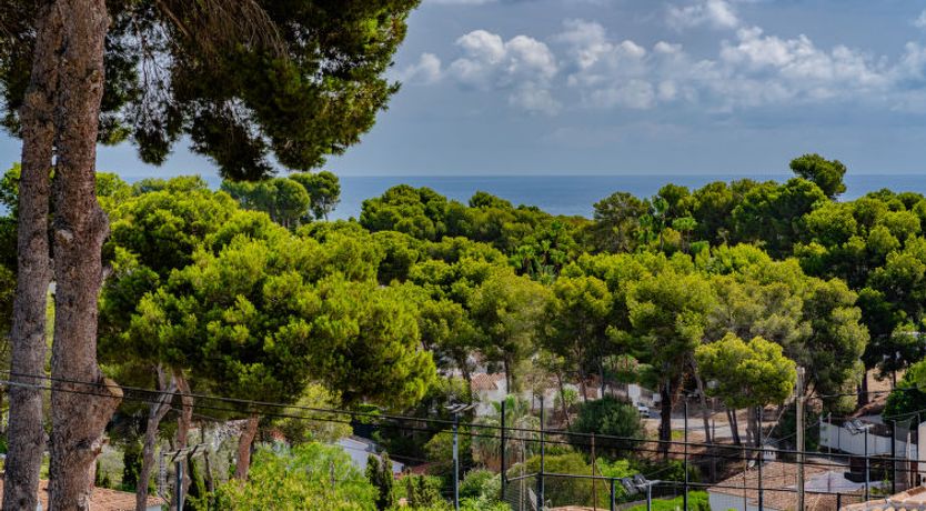 Photo of Flor de la Neu