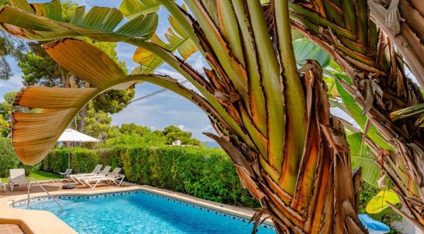 Photo of Flor de la Neu