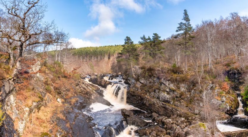 Photo of Forest View