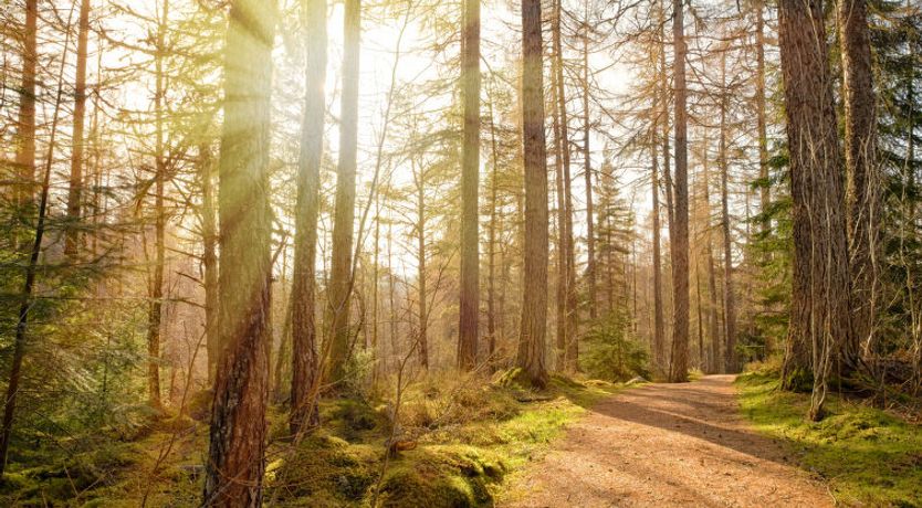 Photo of Forest View