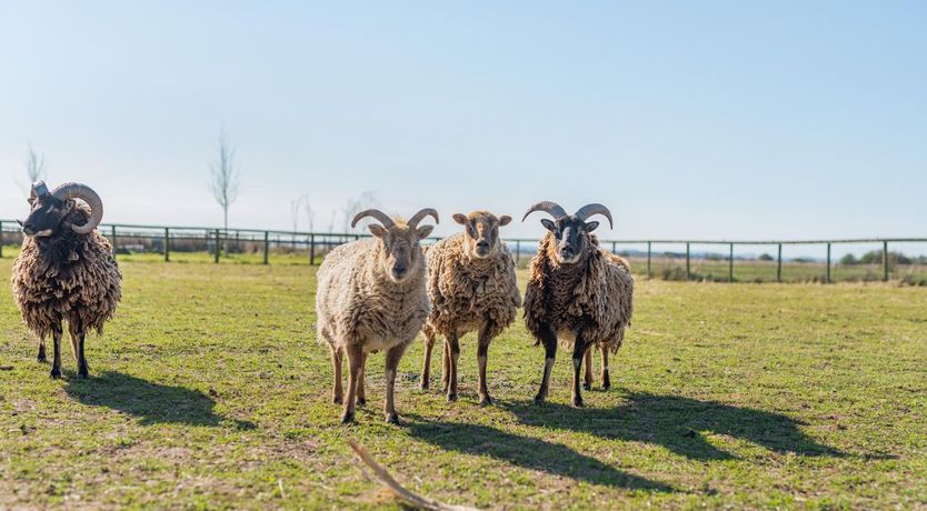 Photo of 1 Bed in Saltfleetby